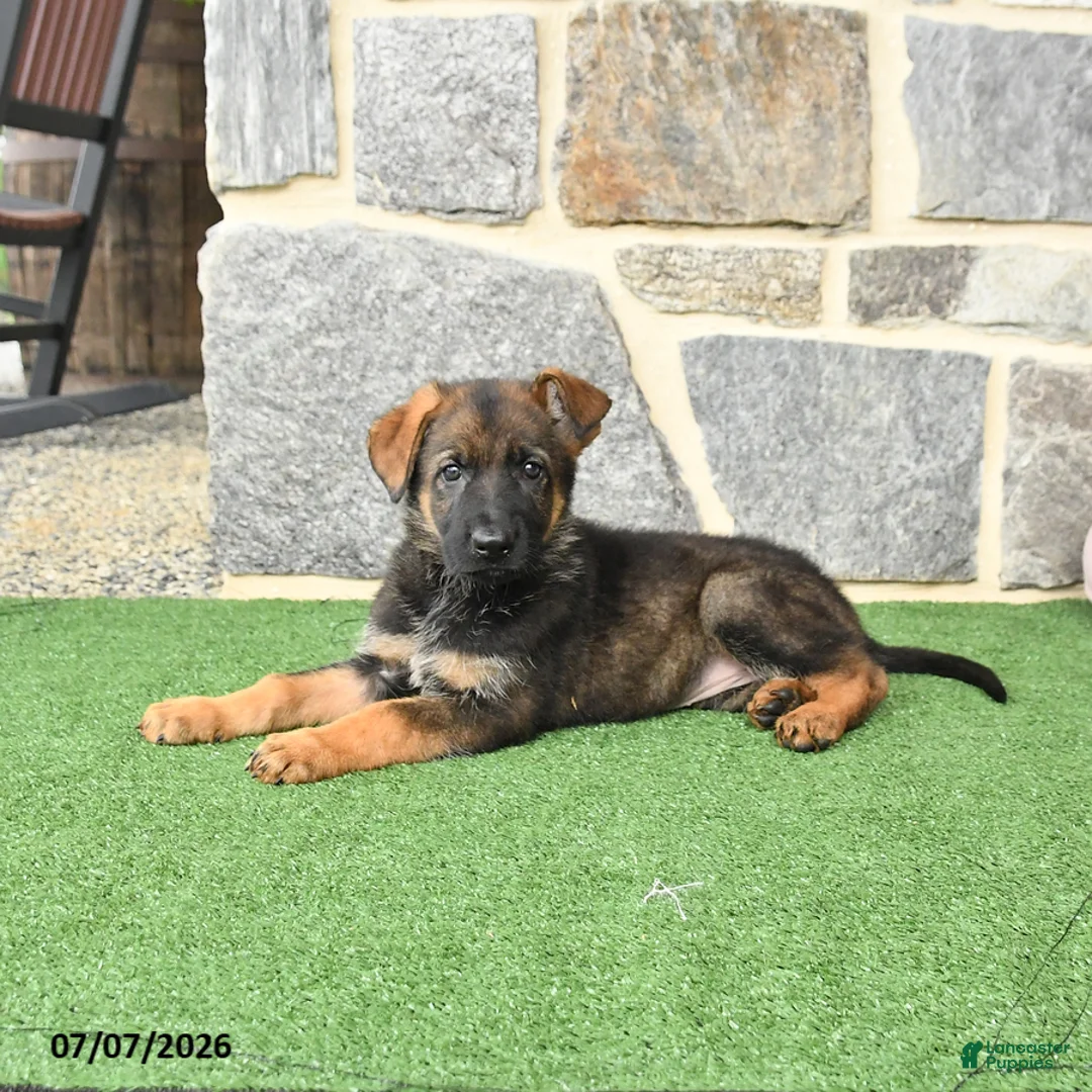 German Shepherd dogs for sale: Olivia - Ad 1