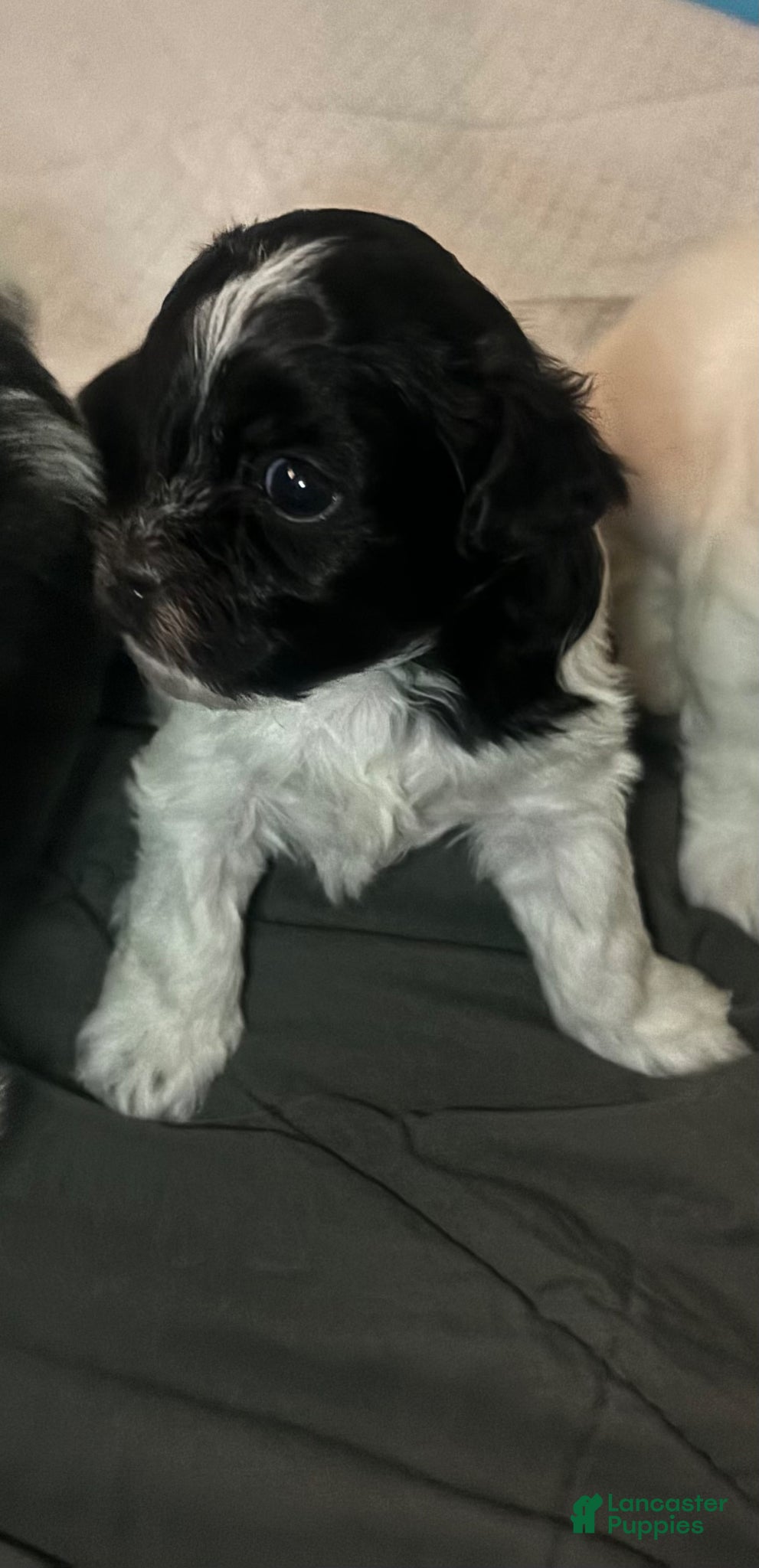 Mixed Breed dogs Mixed Breed Puppy 1 - Ad 10