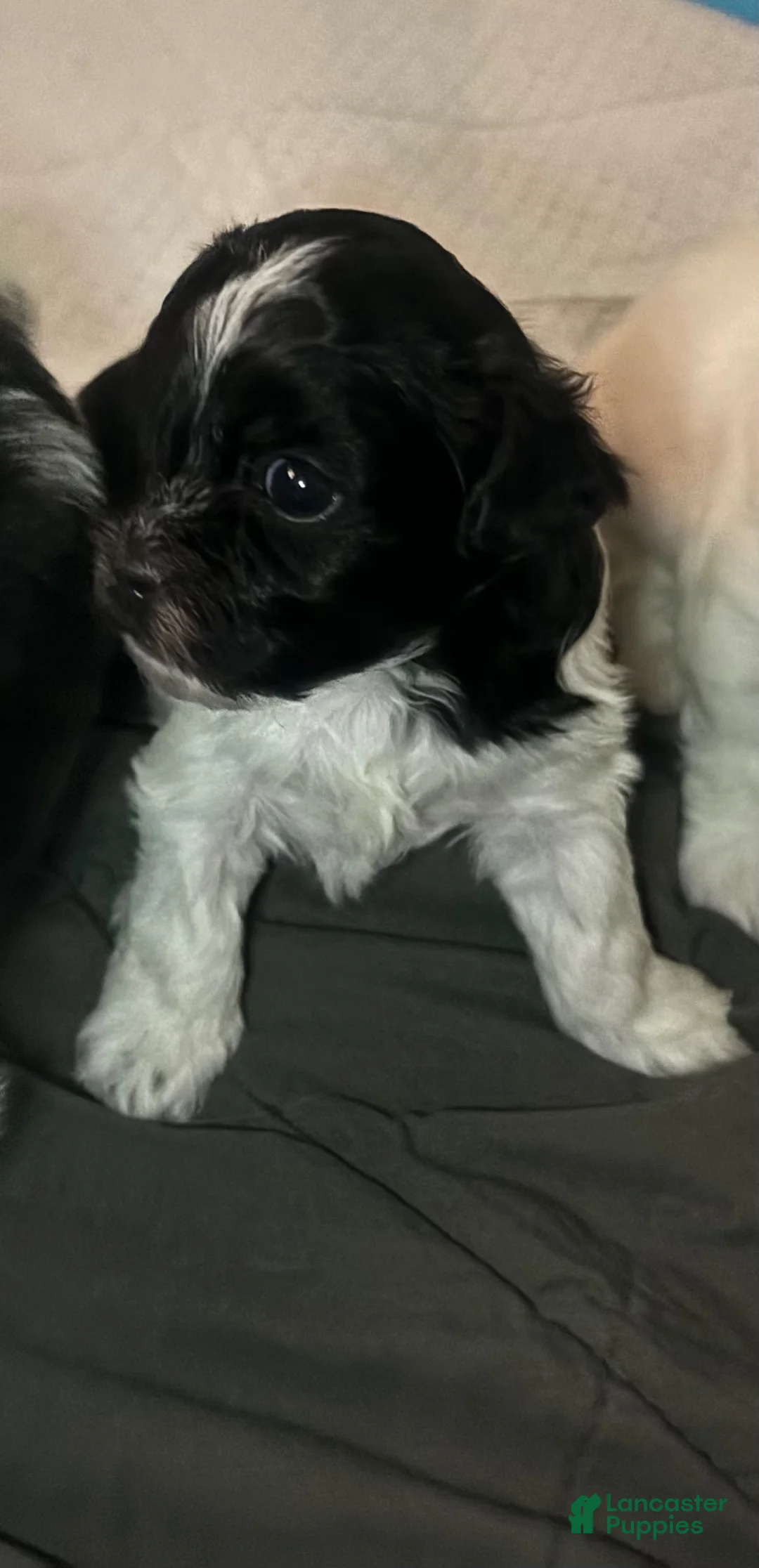 Mixed Breed dogs for sale: Mixed Breed Puppy 1 - Ad 1