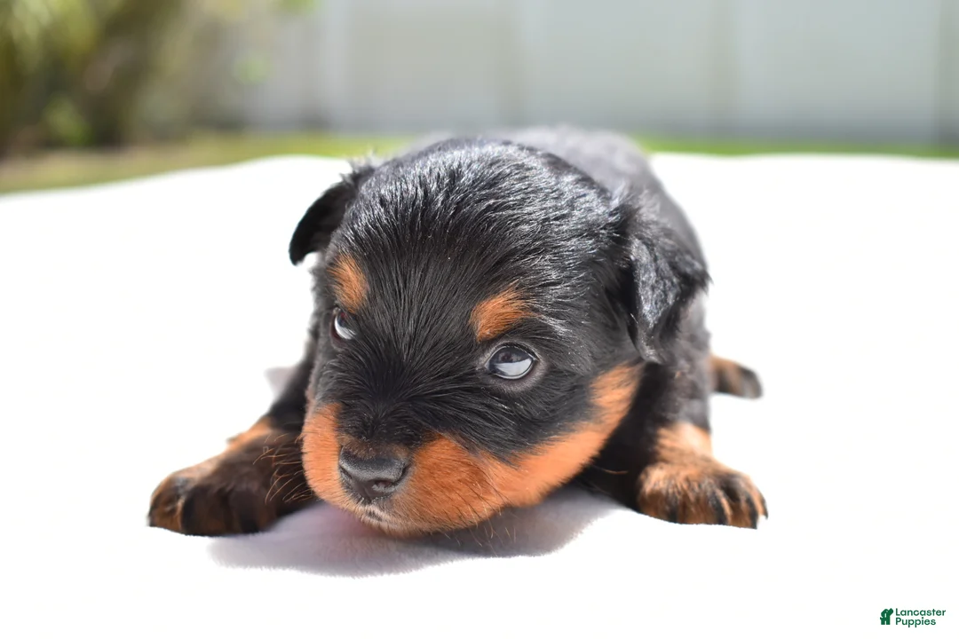 Toy Australian Shepherd dogs for sale: Toy Australian Shepherd Puppy 4 - Ad 2