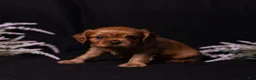 Cavalier King Charles Spaniel dogs for sale: Neil - Ad 14