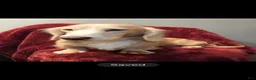 Miniature Dachshund dogs for sale: Chance - Ad 3