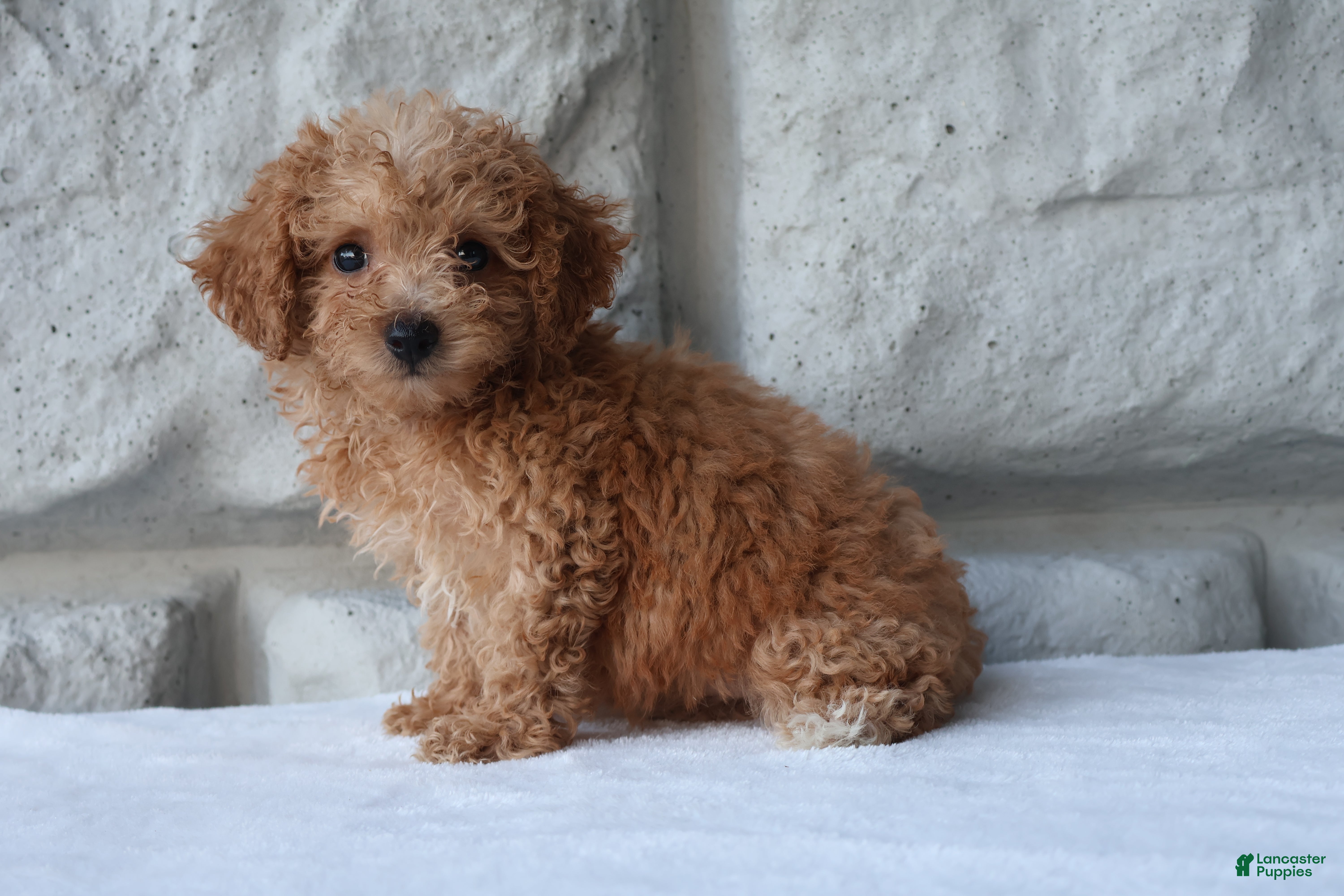Bichpoo dogs Misty - Ad 1