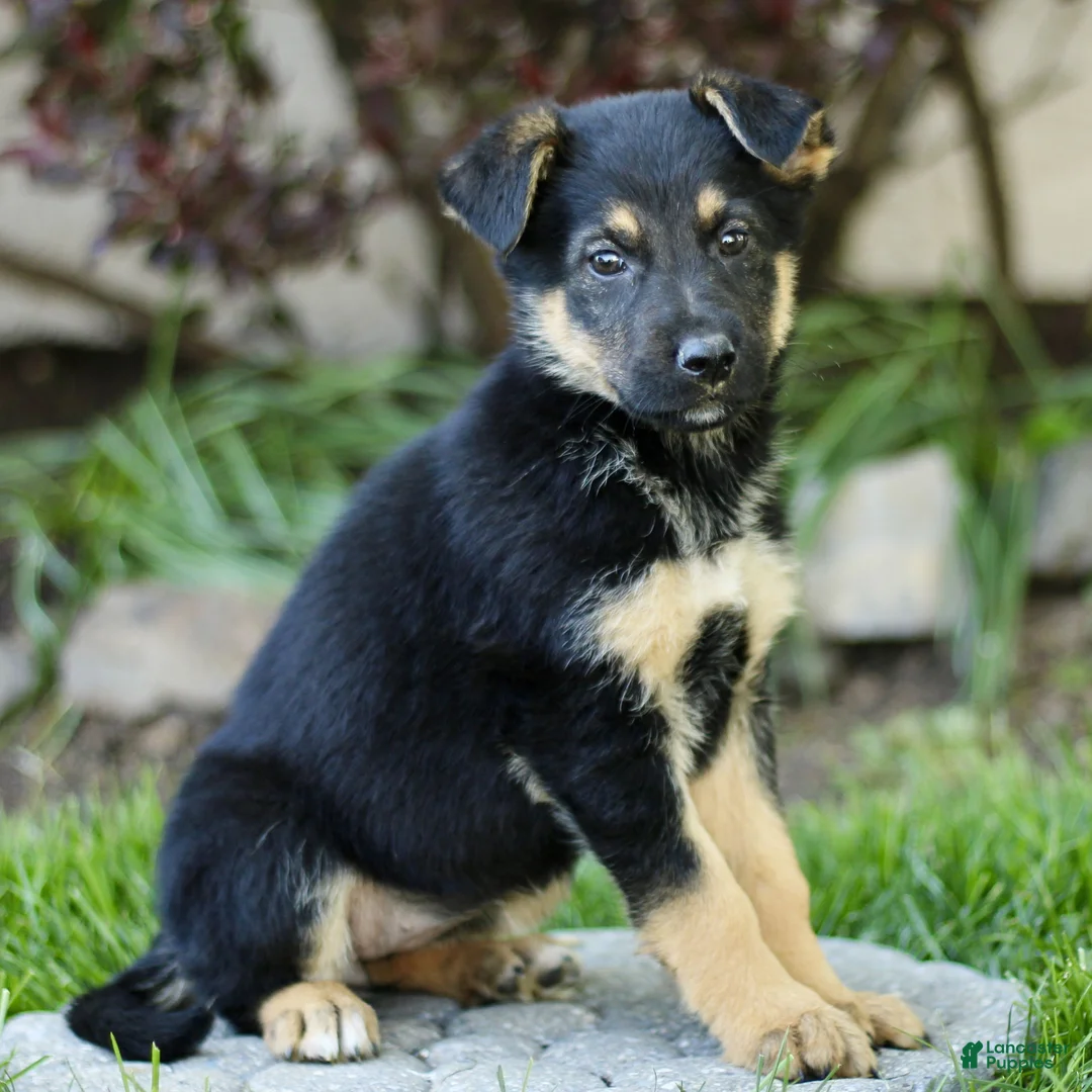 Mixed Breed dogs for sale: Orbit - Ad 2