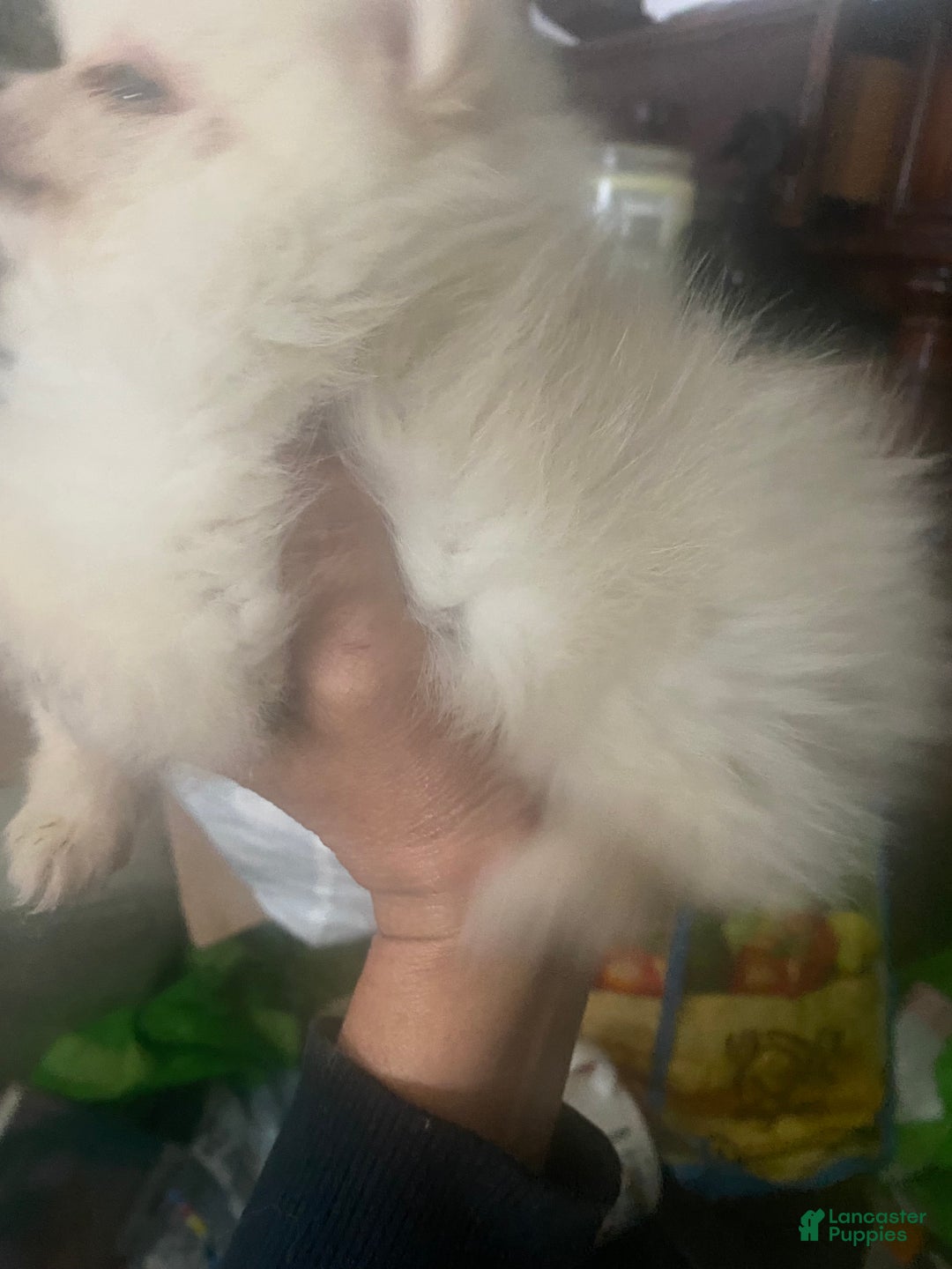 Pomeranian dogs for sale: Pomeranian Puppy 1 - Ad 2