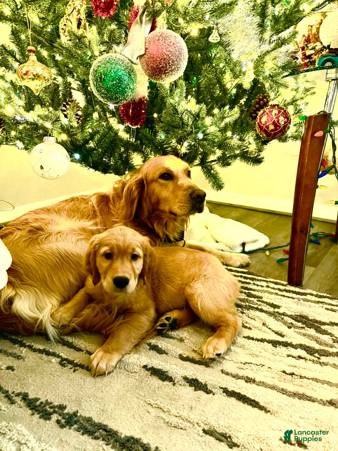 Golden Retriever dogs for sale: Golden Retriever Puppy 2 - Ad 2