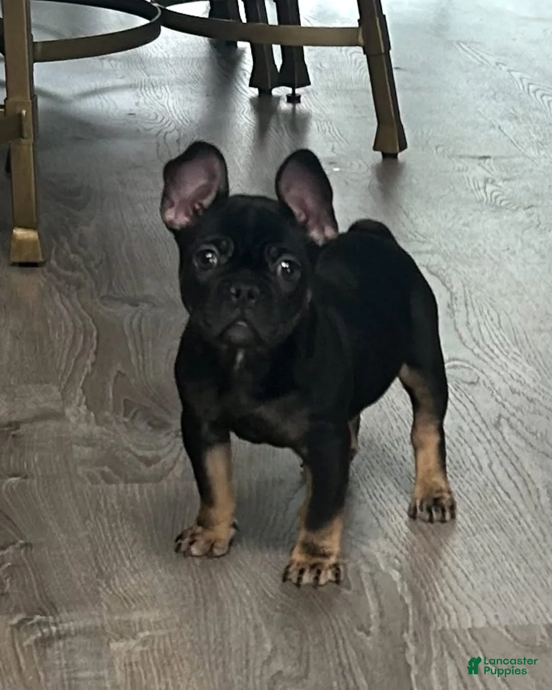 French Bulldog dogs for sale: French Bulldog Puppy 4 - Ad 2