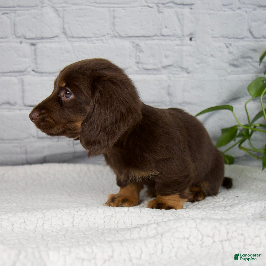 Miniature Dachshund dogs for sale: Drew - Ad 7