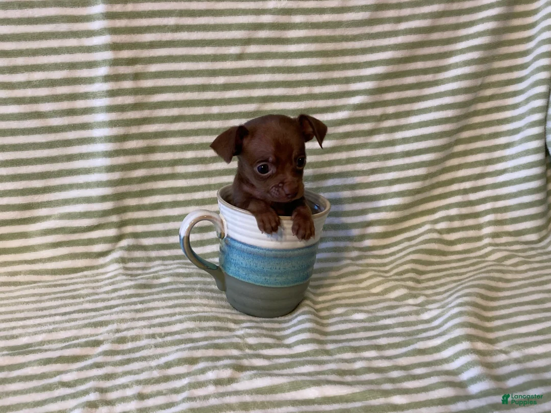 Chihuahua dogs for sale: Rio - Ad 4