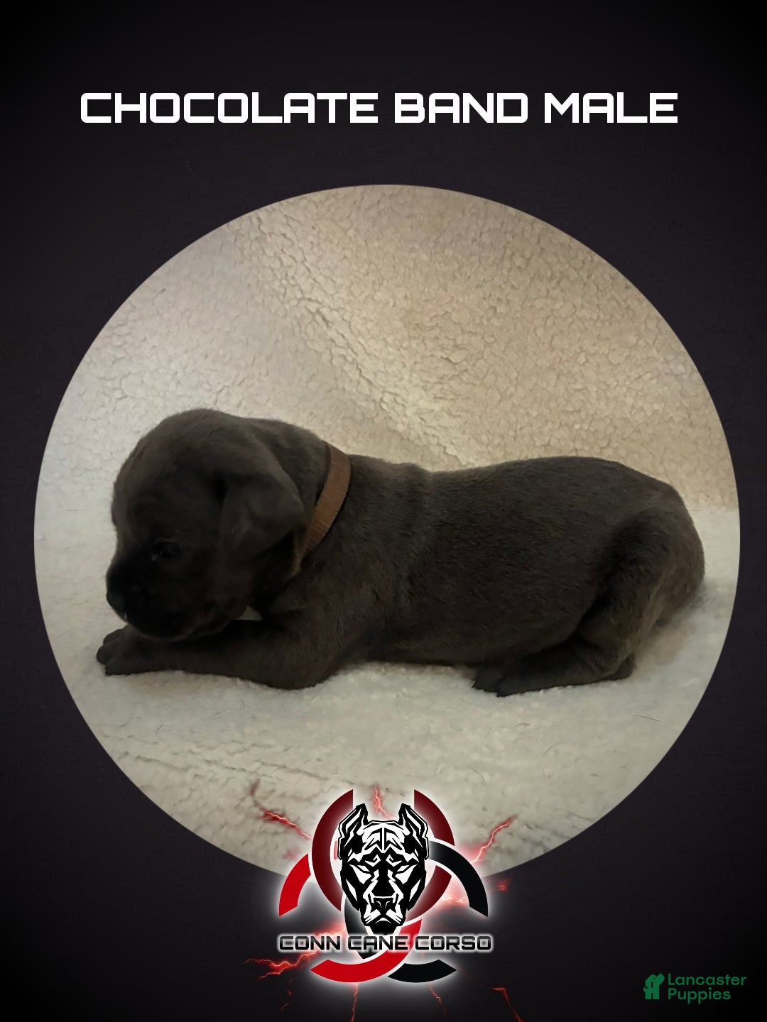 Cane Corso dogs Cane Corso Puppy 1 - Ad 34