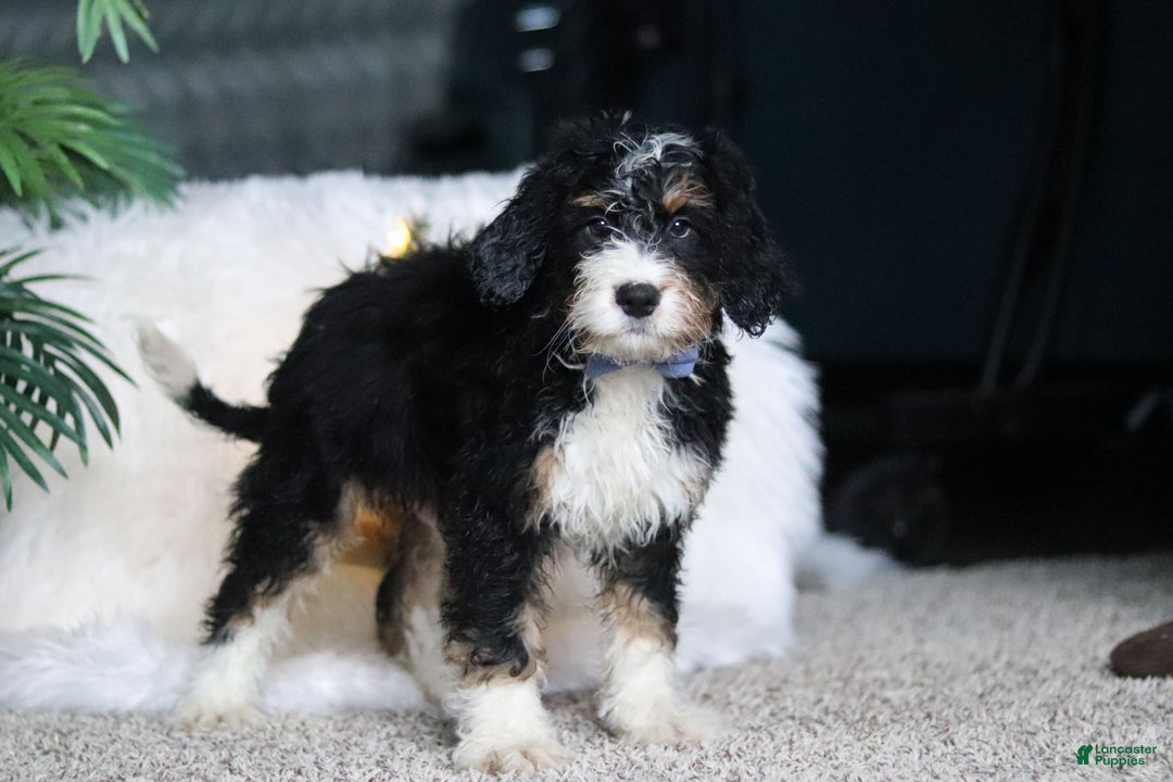Mini Bernedoodle dogs for sale: Simon - Ad 5