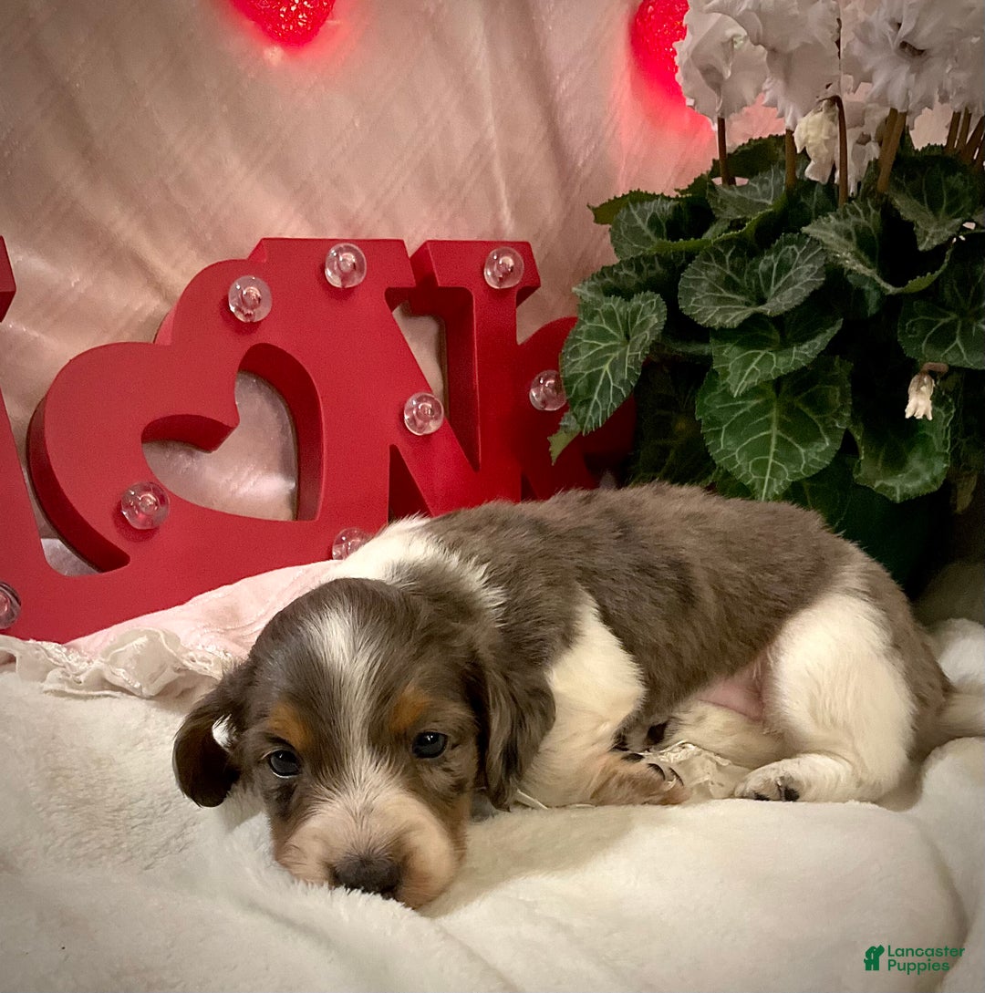 Miniature Dachshund dogs for sale: Lindsie - Ad 5