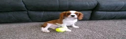 Cavalier King Charles Spaniel dogs for sale: Champ  - Ad 4