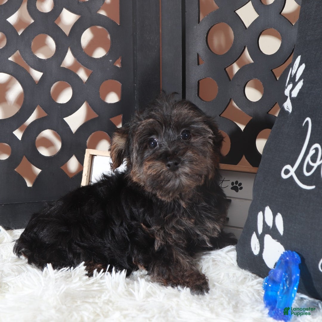 Yorkiepoo dogs for sale: Yorkiepoo Puppy Mickey - Ad 3