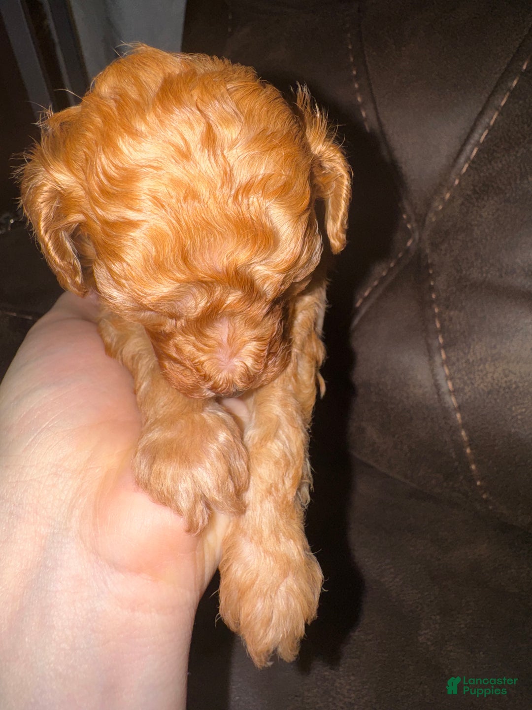 Miniature Poodle dogs for sale: Miniature Poodle Milo - Ad 4