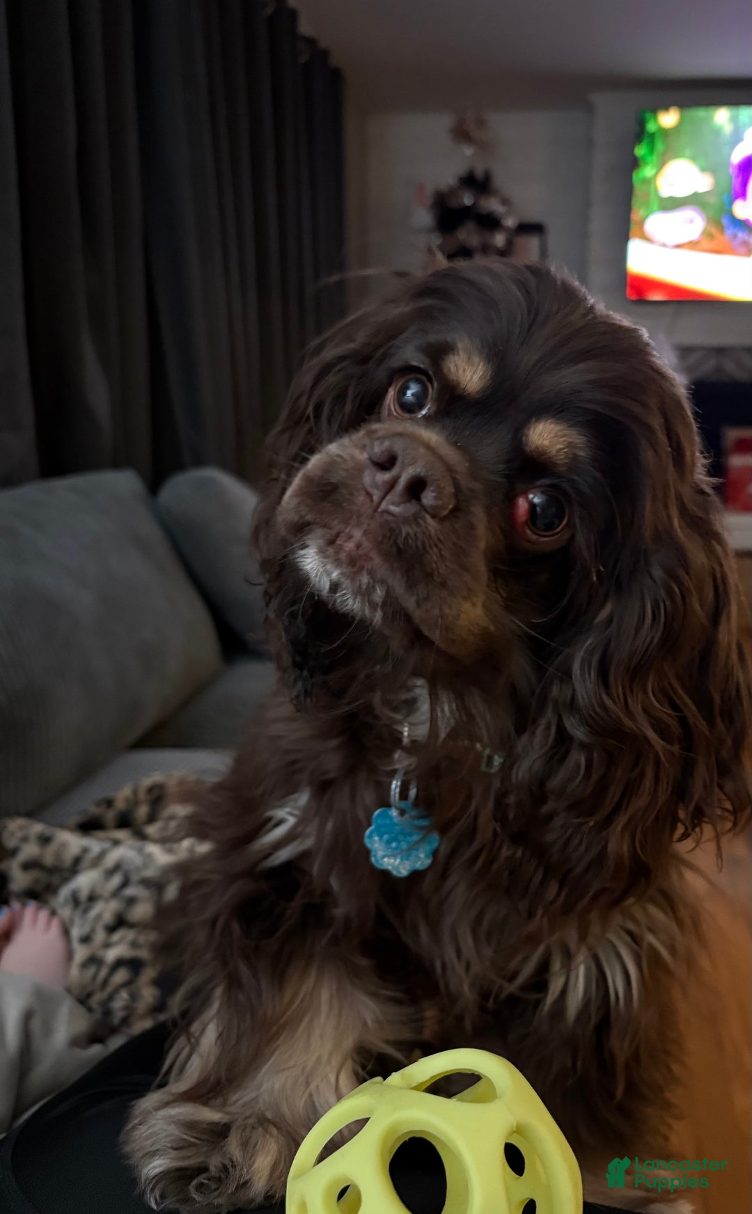 Cocker Spaniel dogs for sale: Cocker Spaniel Puppy 6 - Ad 3