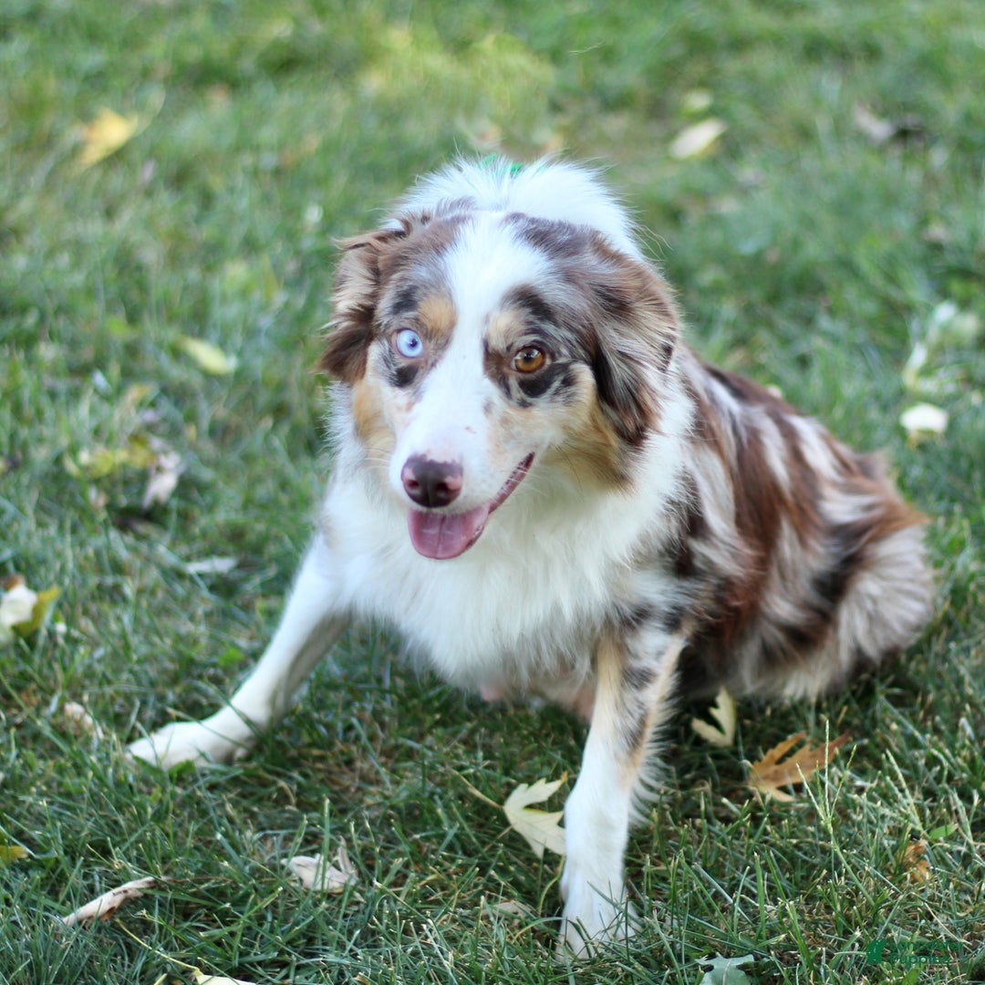 Miniature Australian Shepherd dogs for sale: Gerald - Ad 9