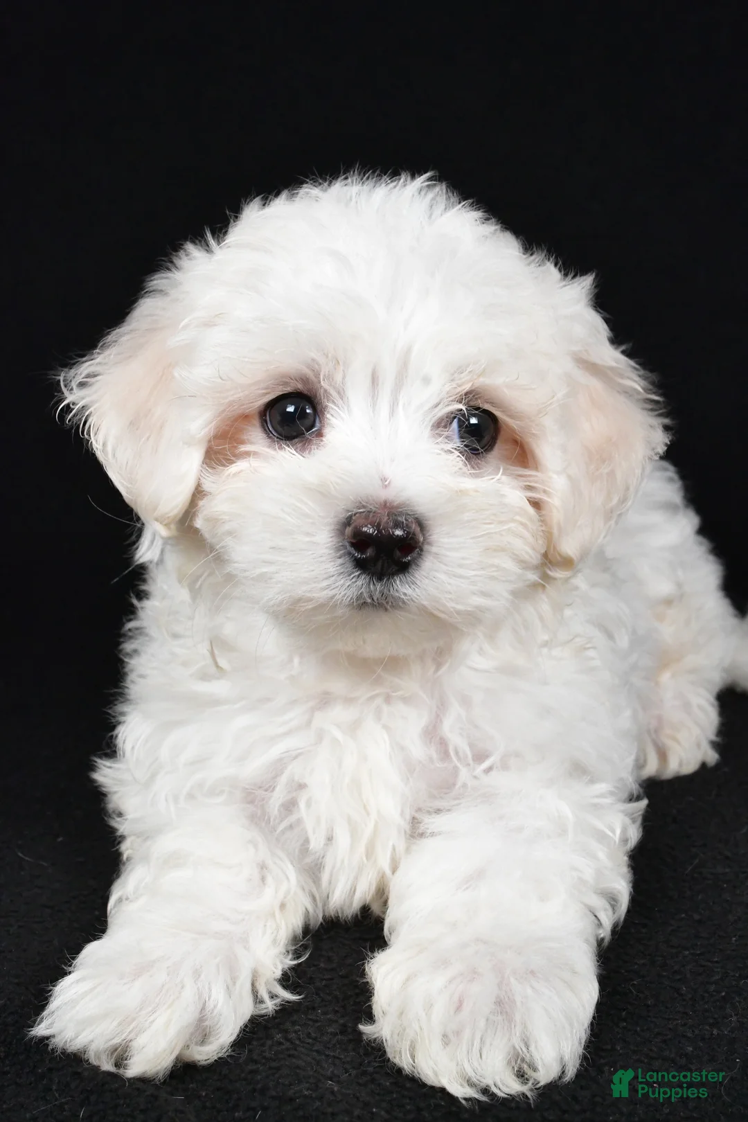 Maltese dogs for sale: Clay - Ad 5