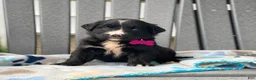 Mixed Breed dogs for sale: Sage - Ad 4