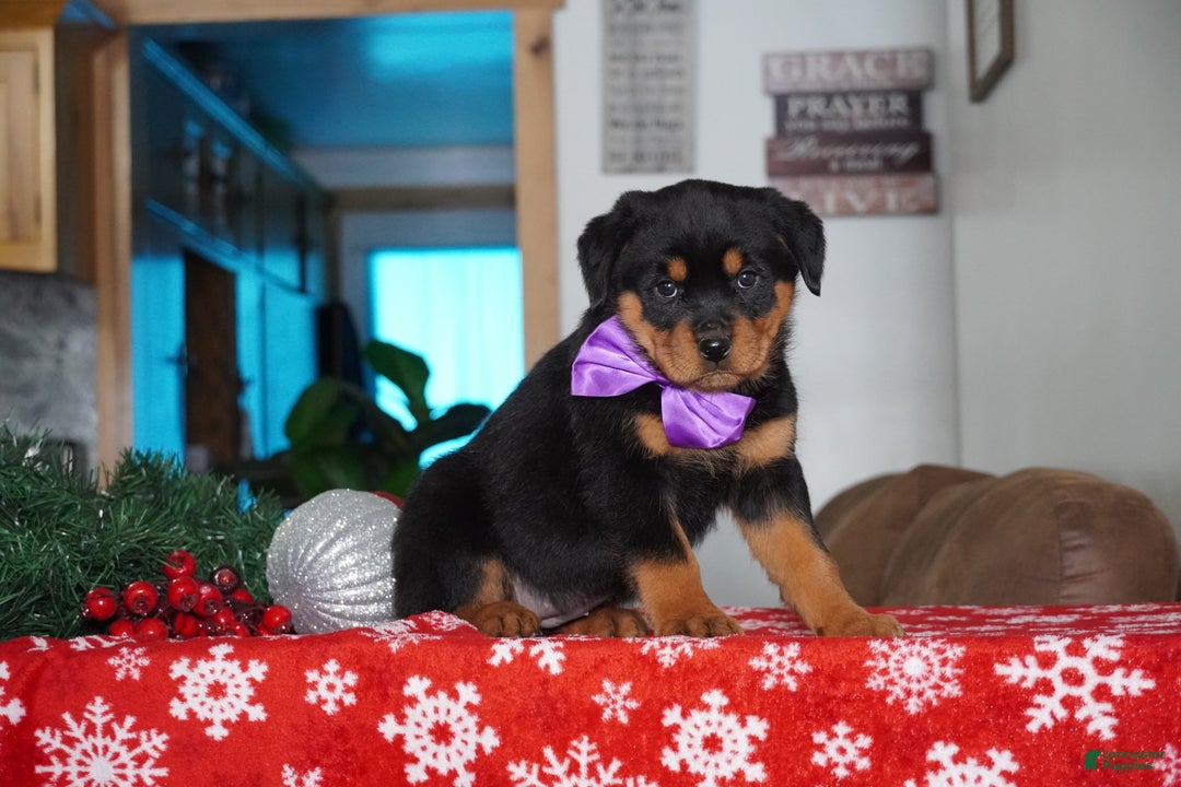 Rottweiler dogs for sale: Gabby - Ad 4