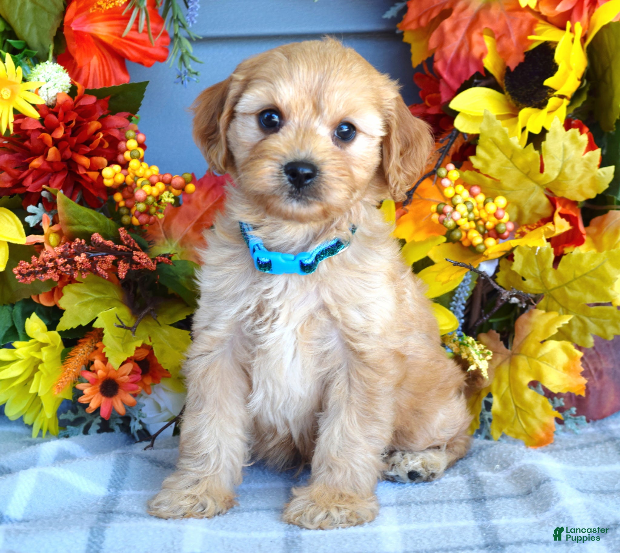 Cavapoo dogs Hudson - Ad 1