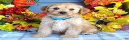 Cavapoo dogs for sale: Hudson - Ad 1