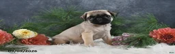 Pug dogs for sale: Nicholas - Ad 3