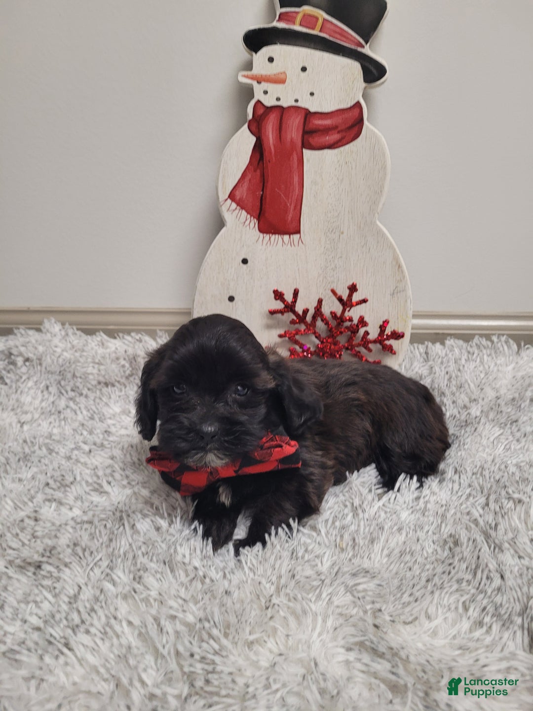 Shihpoo dogs for sale: Shadow - Ad 2