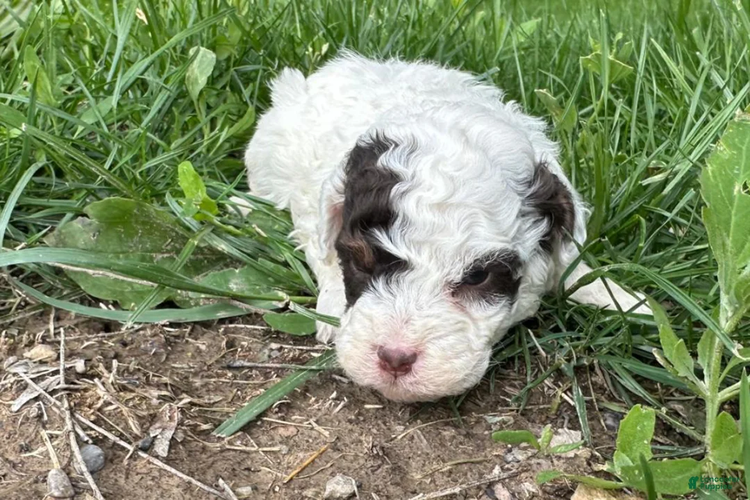 Mini Bernedoodle dogs for sale: Taco - Ad 2