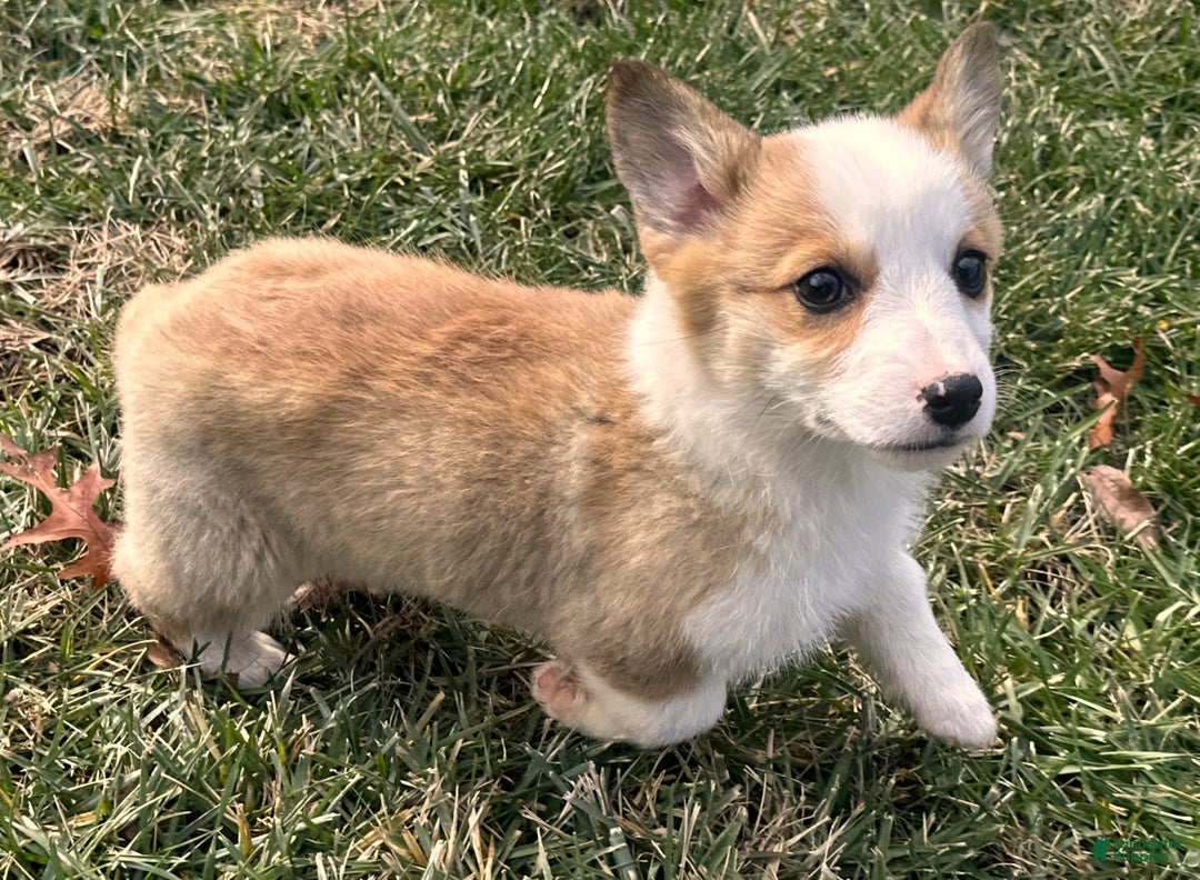 Welsh Corgi Pembroke dogs for sale: Maggie - Ad 2