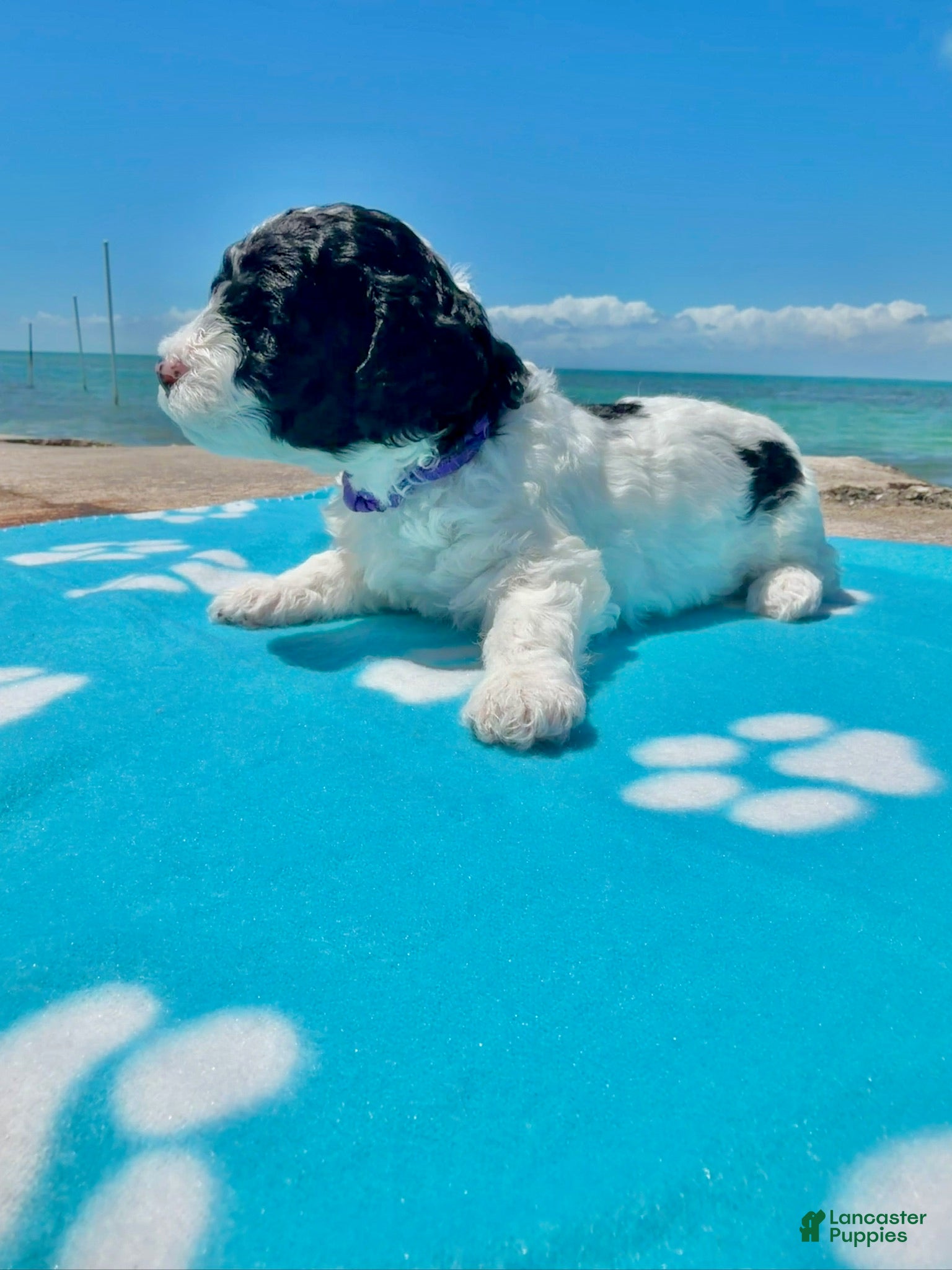 Miniature Poodle dogs Miniature Poodle Purple - Ad 2