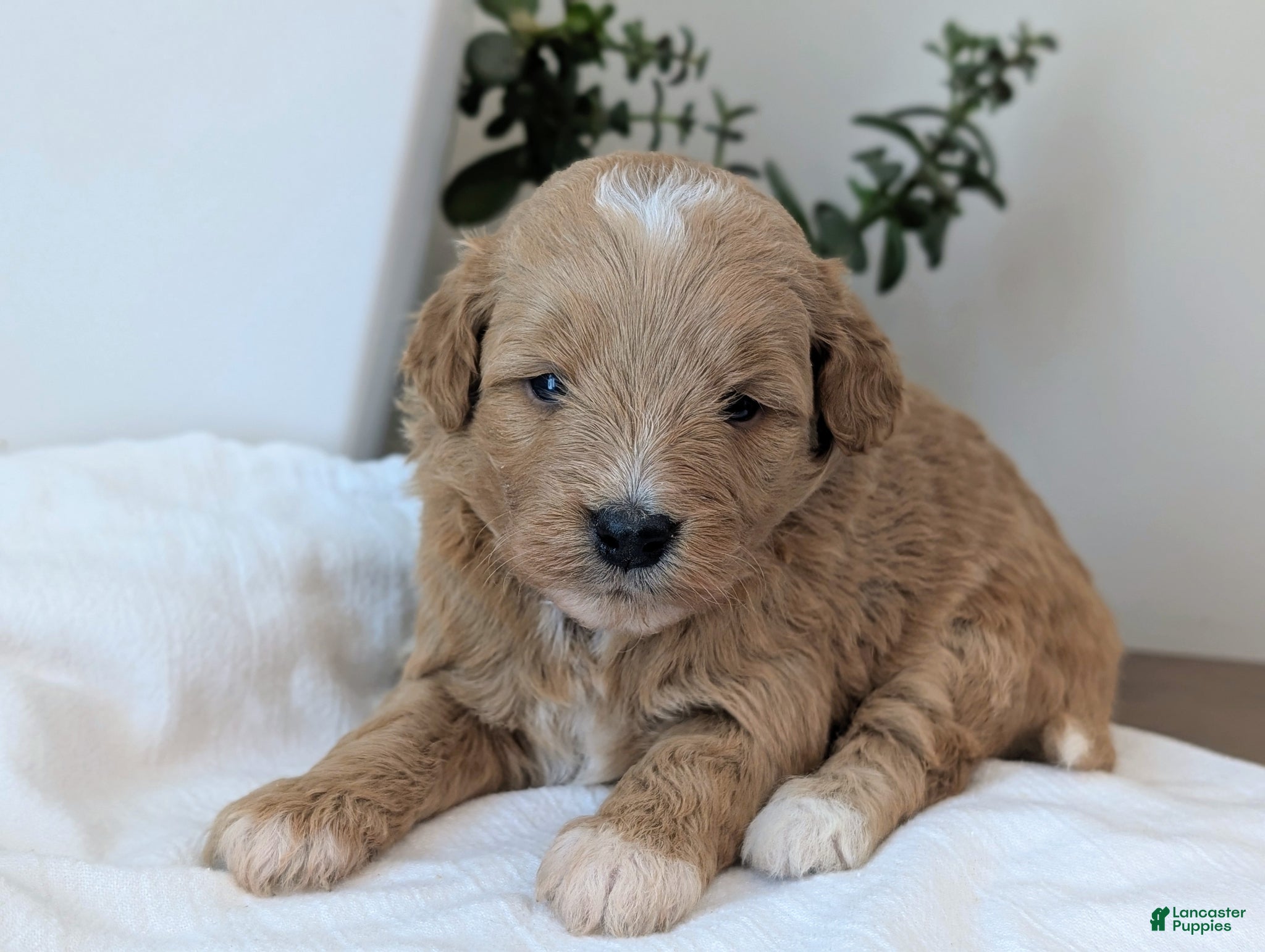Mini Goldendoodle dogs Daisy - Ad 2