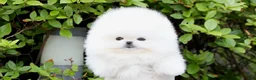Pomeranian dogs for sale: Bori - Ad 1
