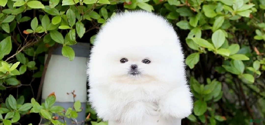 Pomeranian dogs for sale: Bori - Ad 1