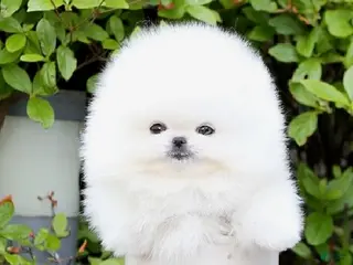 Pomeranian dogs Bori - Ad 2