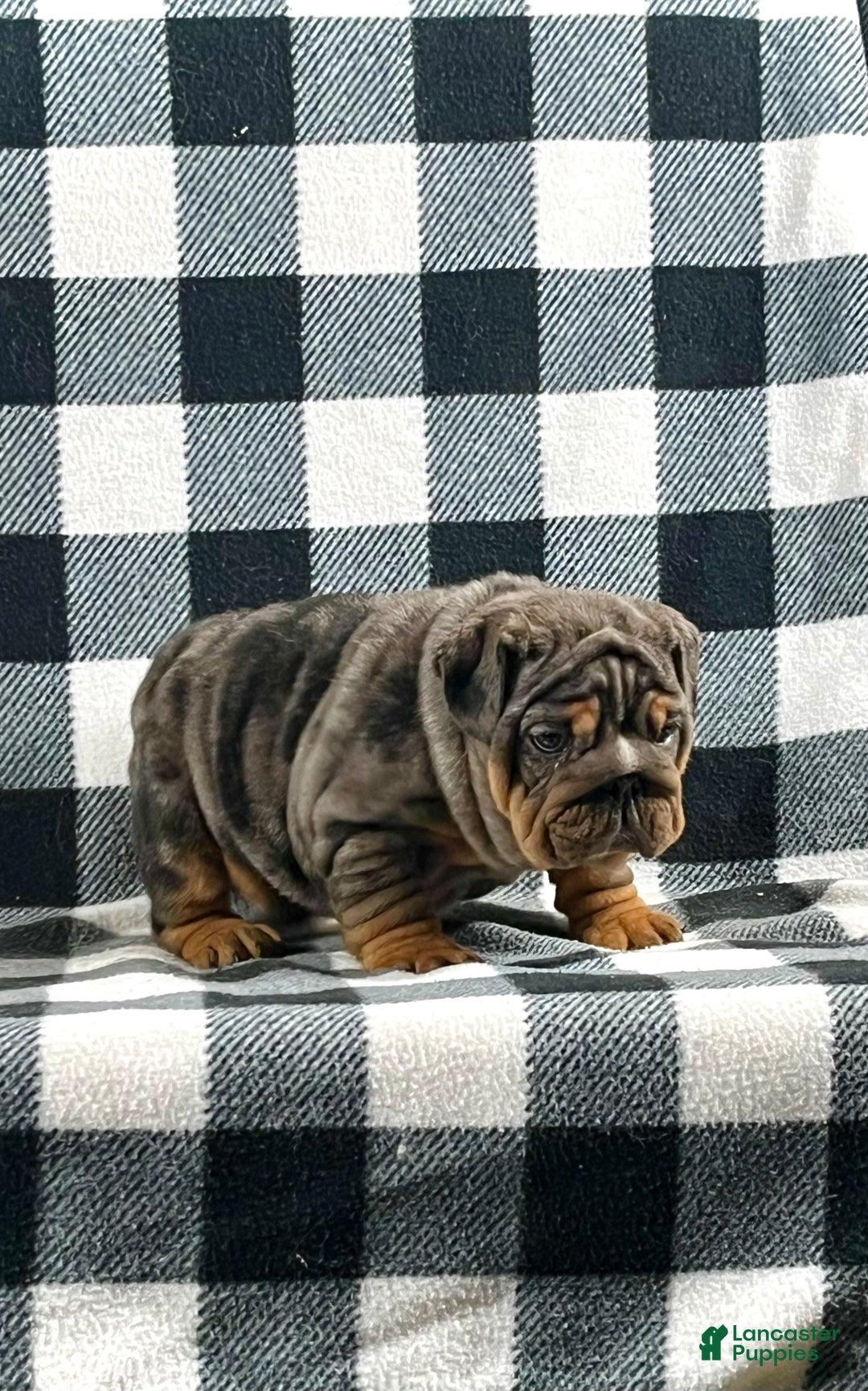 English Bulldog dogs for sale: Cindy - Ad 2