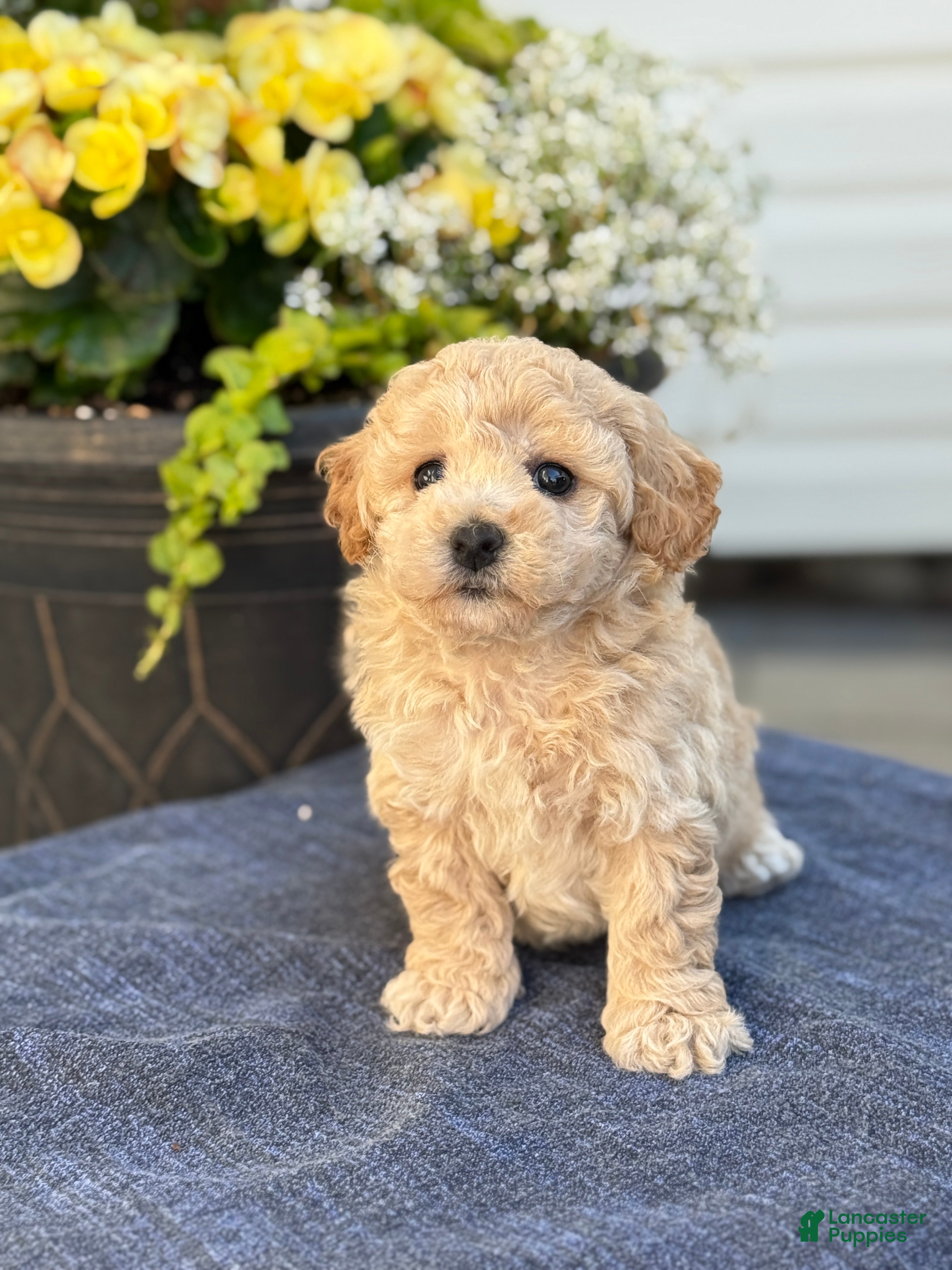 Bichpoo dogs for sale: Franklin - Ad 8