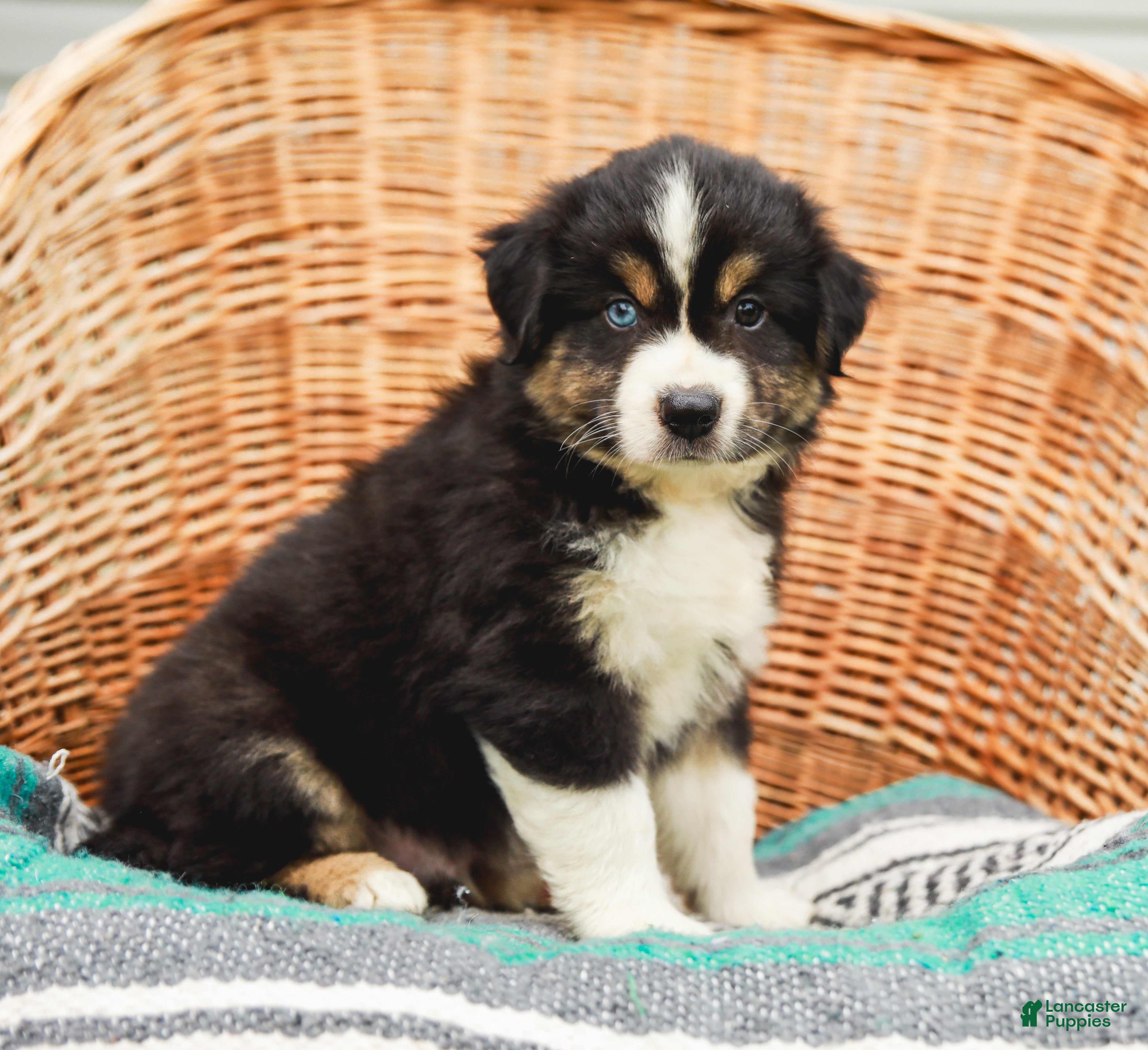 Miniature Australian Shepherd dogs Brody - Ad 2