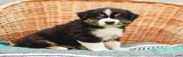 Miniature Australian Shepherd dogs for sale: Brody - Ad 2