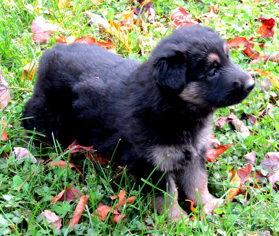 German Shepherd dogs for sale: German Shepherd Puppy 1 - Ad 2