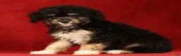 Mini Aussiedoodle dogs for sale: Chocolate - Ad 4
