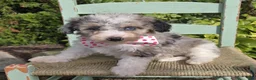 Mini Sheepadoodle dogs for sale: Jess - Ad 5