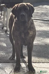 Maple Grove Zoey