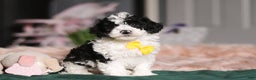 Miniature Poodle dogs for sale: Carson - Ad 1