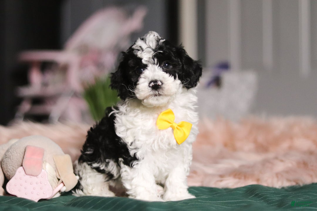 Miniature Poodle dogs for sale: Carson - Ad 1