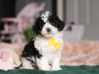 Miniature Poodle dogs Carson - Ad 16