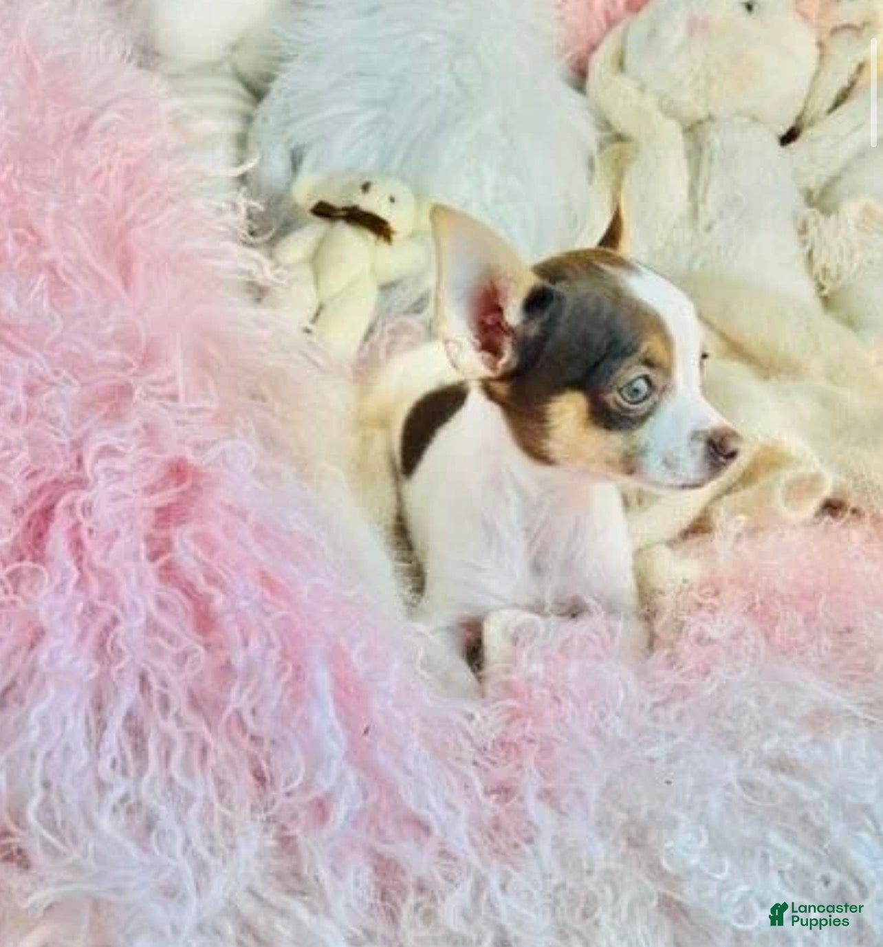Chihuahua dogs Teacup Chihuahua  hand delivery  - Ad 2