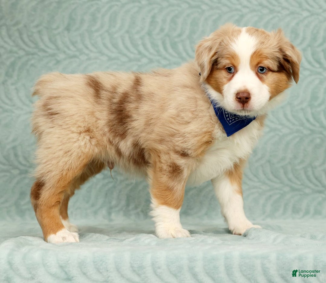 Australian Shepherd dogs for sale: Zack - Ad 2