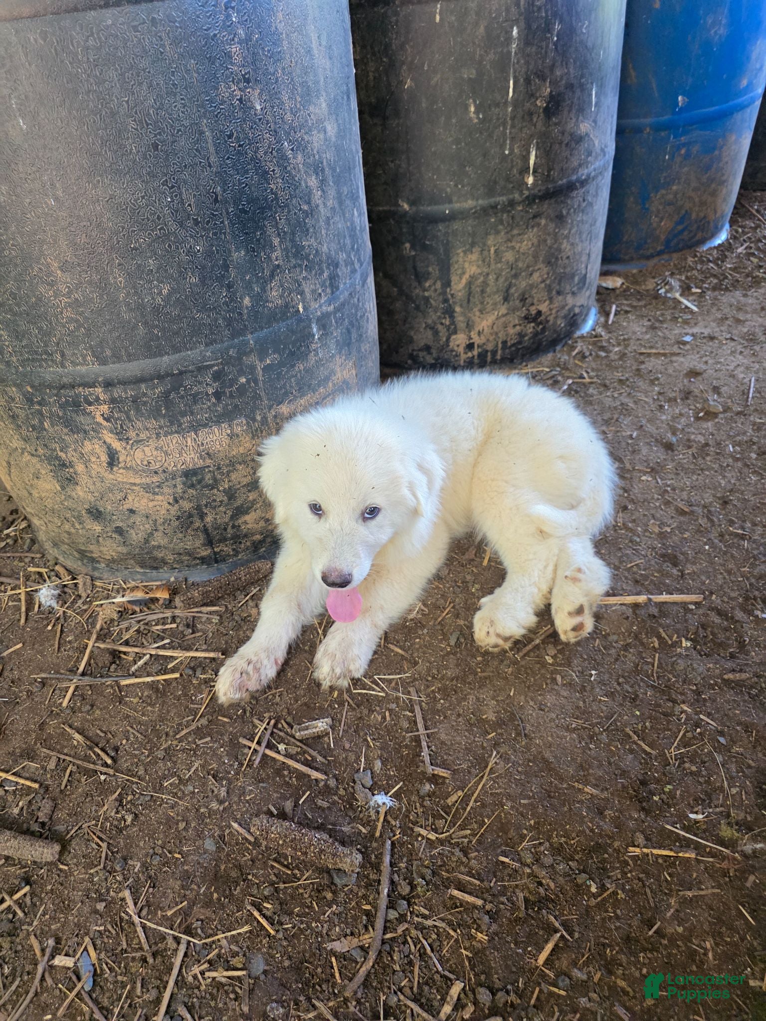 Great Pyrenees dogs Great Pyrenees 3 - Ad 27