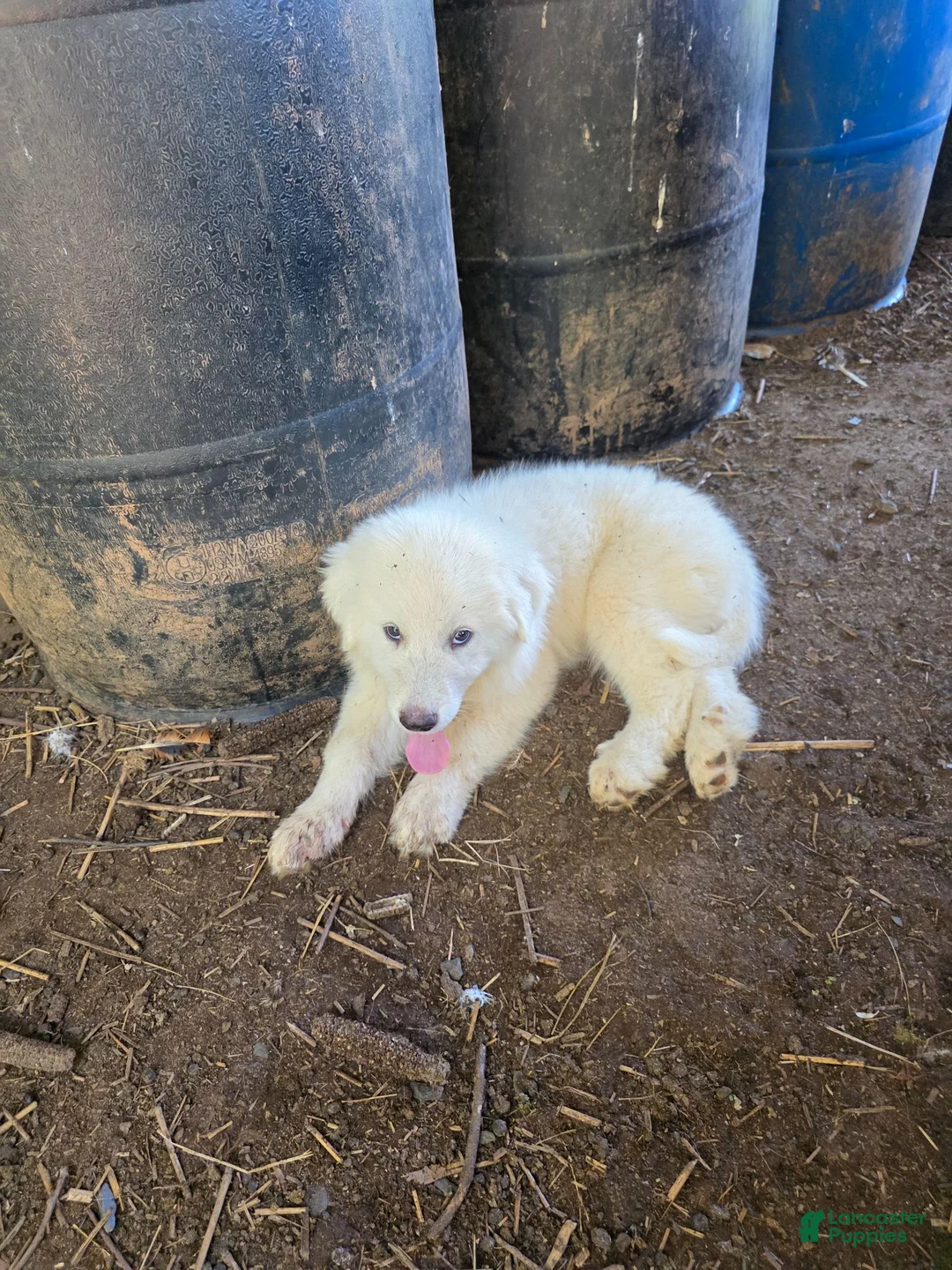 Great Pyrenees dogs for sale: Great Pyrenees 3 - Ad 1